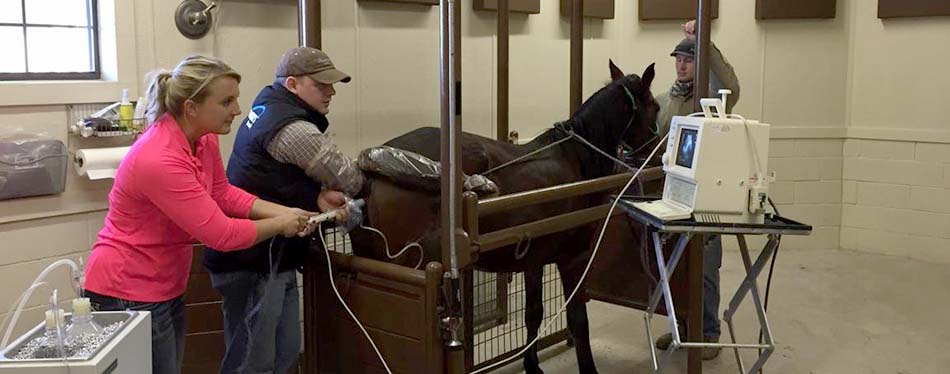 Second International Symposium on Equine OPU-ICSI-IVF