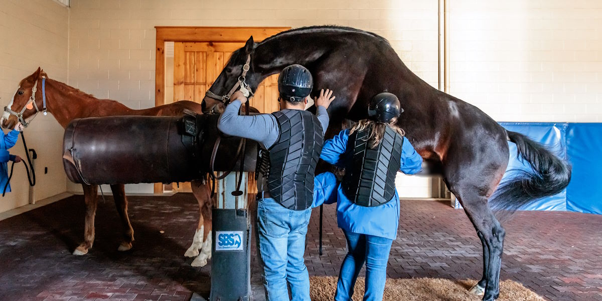 Stallion & Semen Handling Lectures