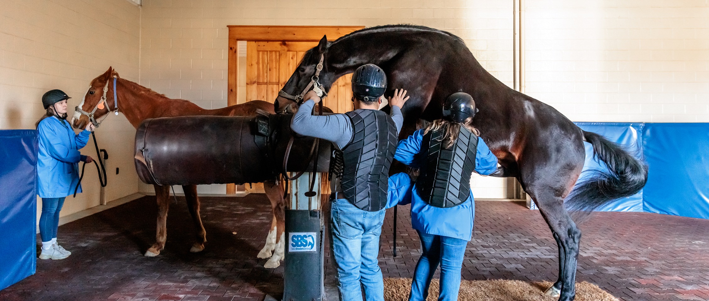De Morette Stallion & Semen Handling - Full Course