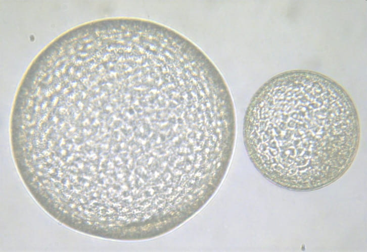 Embryo Transfer Workshop